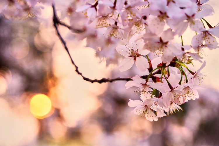 Fish Hook Spring Collection'26 / #春コレ