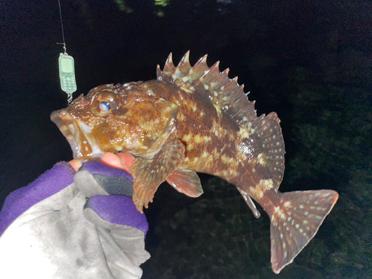 Sula Sula ガラスプ 約1.1g / Sula Sula Galapagos Cell Phone Spoon Approx. 1.1g