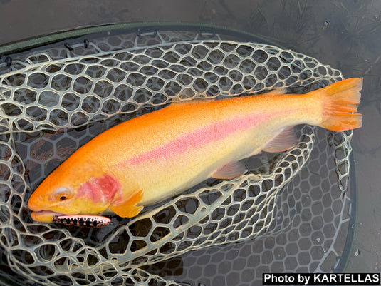 カルテラス ウルキ 50 2.0g / KARTELLAS Uruki 50 2.0g